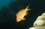 Rode vlaggebaars (Pseudanthias squamipinnis)