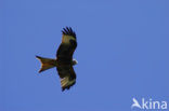 Red Kite (Milvus milvus) 