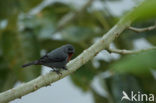 Chestnut-bellied Seedeater (Sporophila castaneiventris)