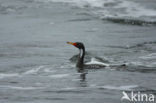 Roodpootaalscholver (Phalacrocorax gaimardi) 