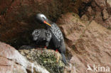 Red-legged Cormorant (Phalacrocorax gaimardi) 