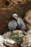 Red-legged Cormorant (Phalacrocorax gaimardi) 