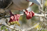 Red-footed Booby (Sula sula)