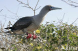 Red-footed Booby (Sula sula)