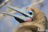 Red-footed Booby (Sula sula)