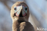 Red-footed Booby (Sula sula)