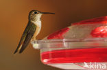Rosse Kolibrie (Selasphorus rufus)