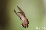 Rosse Kolibrie (Selasphorus rufus)