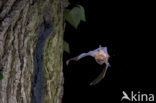 Noctule Bat (Nyctalus noctula)