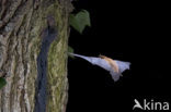 Noctule Bat (Nyctalus noctula)