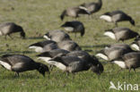 Rotgans (Branta bernicla)