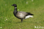 Rotgans (Branta bernicla)