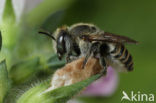 Rotsbehangersbij (Megachile pilidens)