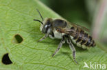 Rotsbehangersbij (Megachile pilidens)