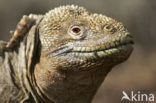 Santa-Fe landleguaan (Conolophus pallidus) 