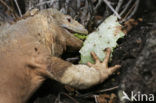 Santa-Fe landleguaan (Conolophus pallidus) 