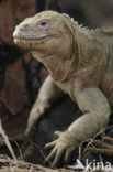 Santa Fe land Iguana