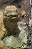 Santa-Fe landleguaan (Conolophus pallidus) 