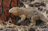 Santa-Fe landleguaan (Conolophus pallidus) 