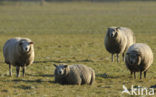 Schaap (Ovis domesticus)