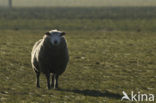 Schaap (Ovis domesticus)