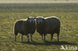 Schaap (Ovis domesticus)