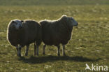 Schaap (Ovis domesticus)