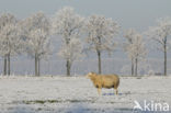 Schaap (Ovis domesticus)