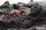 Sally lightfoot crab (Grapsus grapsus)