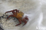 Scharlakenrode rotskrab (Grapsus grapsus)