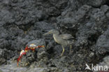 Sally lightfoot crab (Grapsus grapsus)