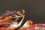 Sally lightfoot crab (Grapsus grapsus)