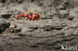 Scharlakenrode rotskrab (Grapsus grapsus)