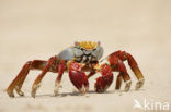 Sally lightfoot crab (Grapsus grapsus)