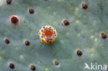 pricklypear (Opuntia)