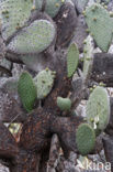 Schijfcactus (Opuntia)