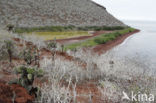 pricklypear (Opuntia)