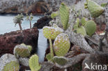 pricklypear (Opuntia)