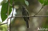 Screaming Piha (Lipaugus vociferans)