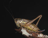 Sepia Bush-cricket (Platycleis sepium)