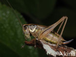 Sepia Bush-cricket (Platycleis sepium)