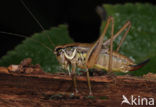 Sepia Bush-cricket (Platycleis sepium)