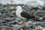 Band-tailed Gull (Larus belcheri)