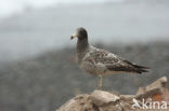 Band-tailed Gull (Larus belcheri)