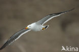 Band-tailed Gull (Larus belcheri)