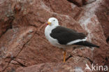 Simeonsmeeuw (Larus belcheri)