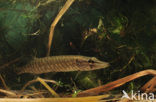 Snoek (Esox lucius)