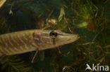 Snoek (Esox lucius)