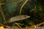 Snoek (Esox lucius)