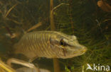 Snoek (Esox lucius)